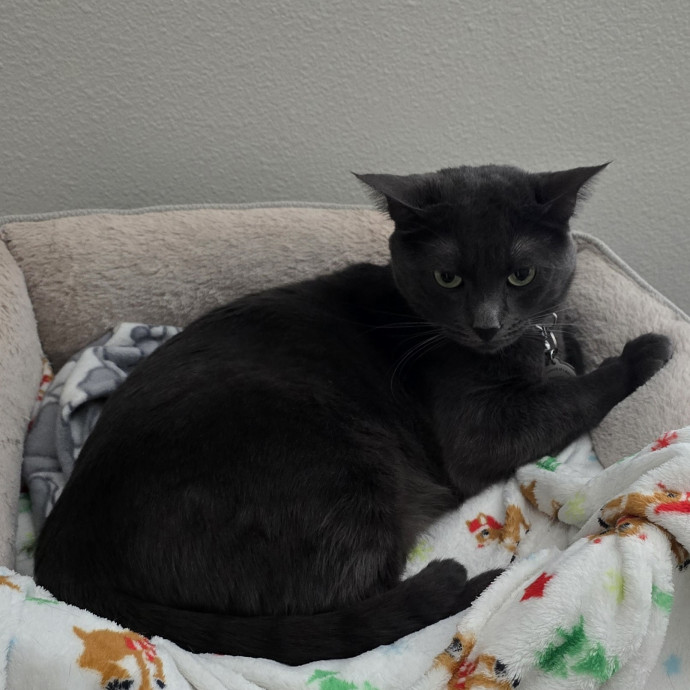 Experienced Veteran Cat Sitter photo 2