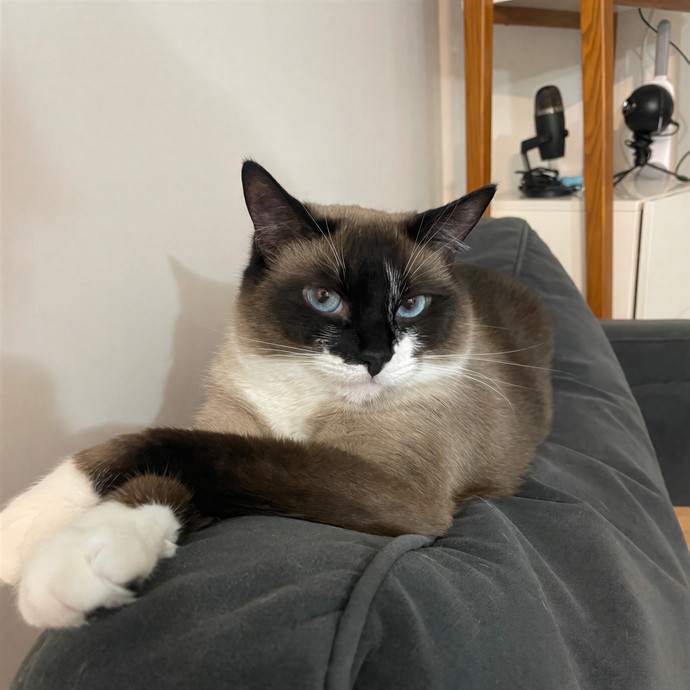 Carlyle's Cat Care photo 3