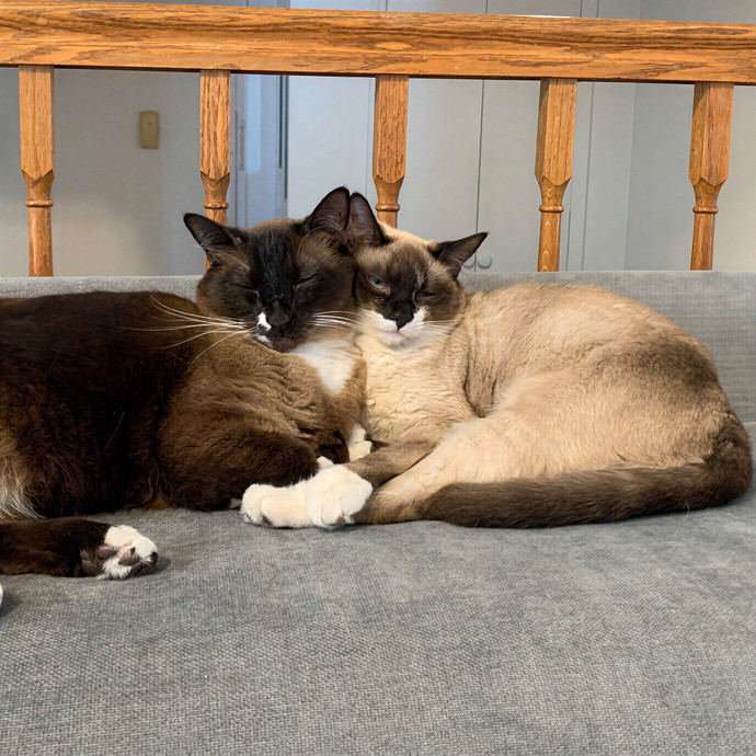 Carlyle's Cat Care photo 2