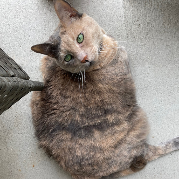 Lizzie Meowtel-Approved Purrfessional In Raleigh