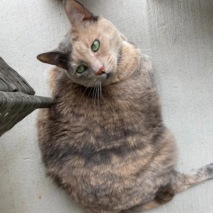 Lizzie Meowtel-Approved Purrfessional In Raleigh