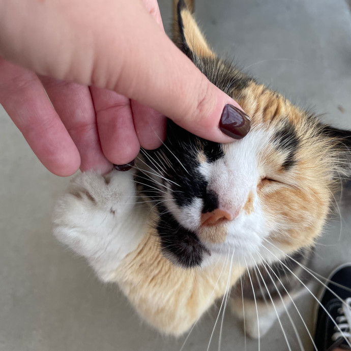 Lizzie Meowtel-Approved Purrfessional In Raleigh