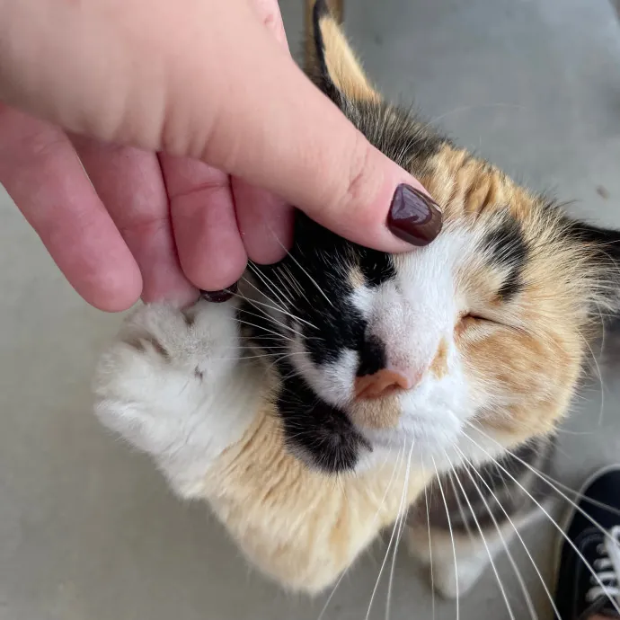 Lizzie Meowtel-Approved Purrfessional In Raleigh