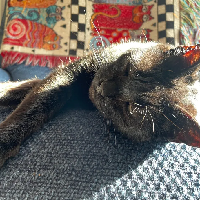 Lizzie Meowtel-Approved Purrfessional In Raleigh
