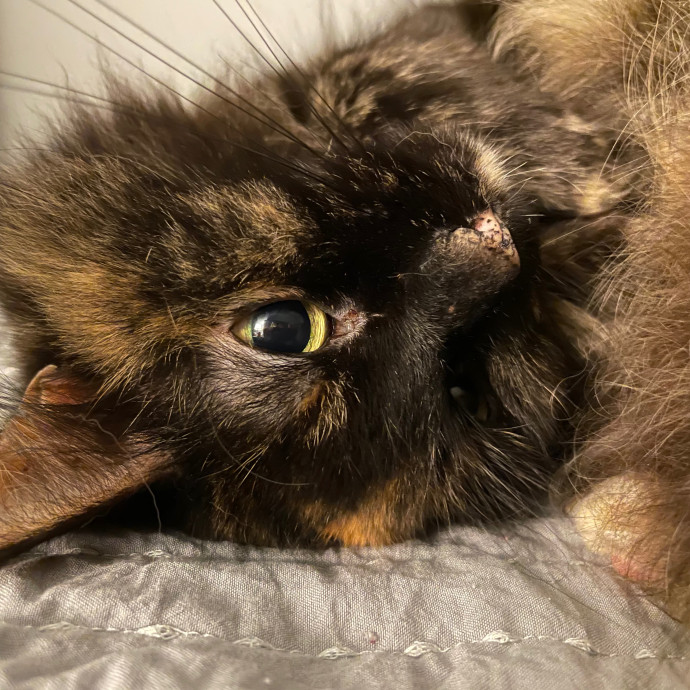 Lizzie Meowtel-Approved Purrfessional In Raleigh