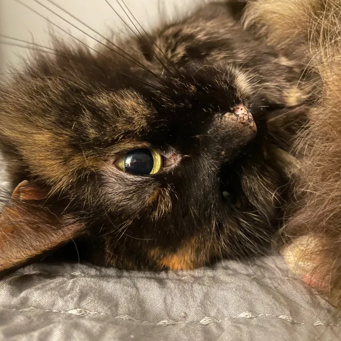 Lizzie Meowtel-Approved Purrfessional In Raleigh