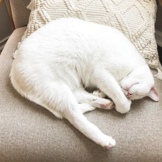 Lizzie Meowtel-Approved Purrfessional In Raleigh