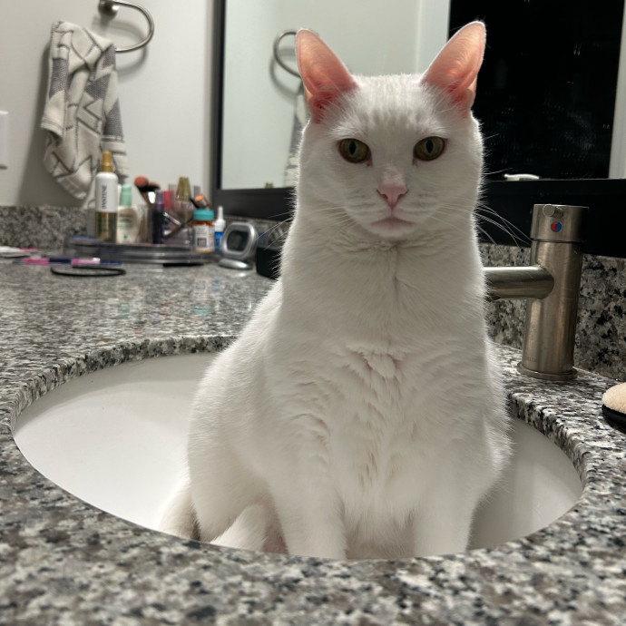 Lizzie Meowtel-Approved Purrfessional In Raleigh