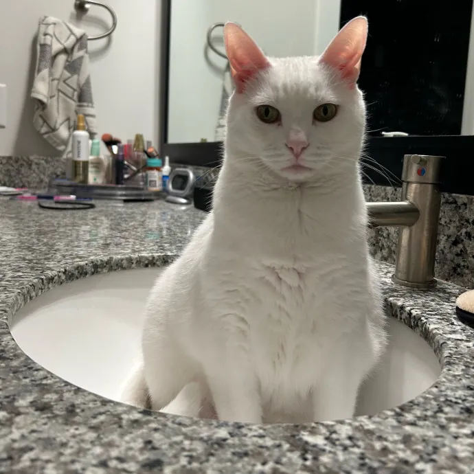 Lizzie Meowtel-Approved Purrfessional In Raleigh