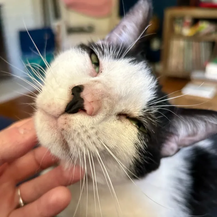 Lizzie Meowtel-Approved Purrfessional In Raleigh