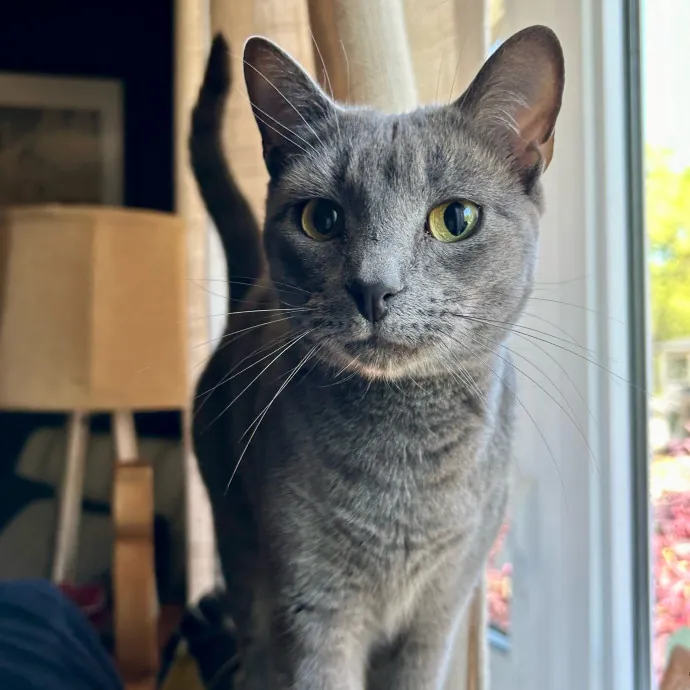 Lizzie Meowtel-Approved Purrfessional In Raleigh