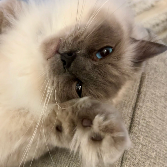 Lizzie Meowtel-Approved Purrfessional In Raleigh