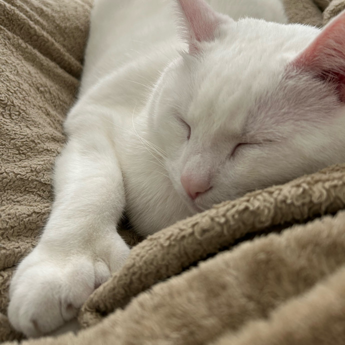 Lizzie Meowtel-Approved Purrfessional In Raleigh