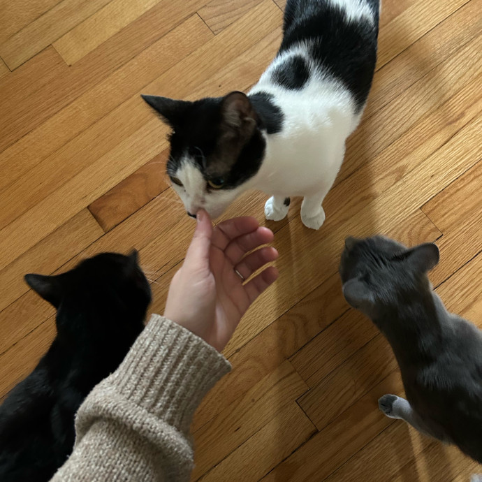 Lizzie Meowtel-Approved Purrfessional In Raleigh