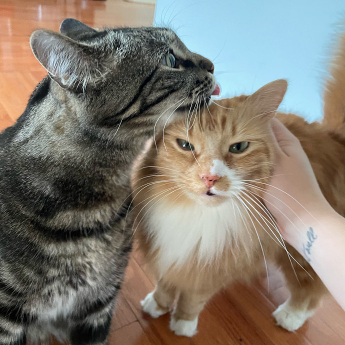 Lizzie Meowtel-Approved Purrfessional In Raleigh photo 3