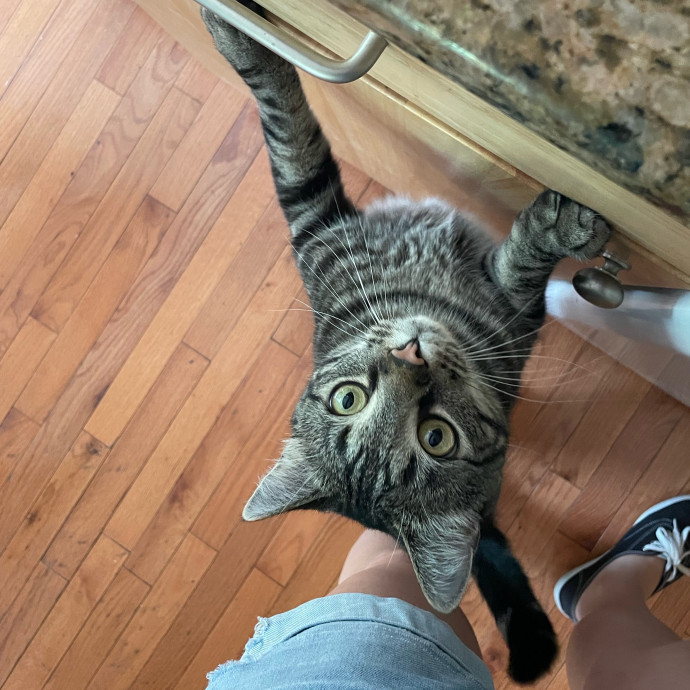 Lizzie Meowtel-Approved Purrfessional In Raleigh photo 2
