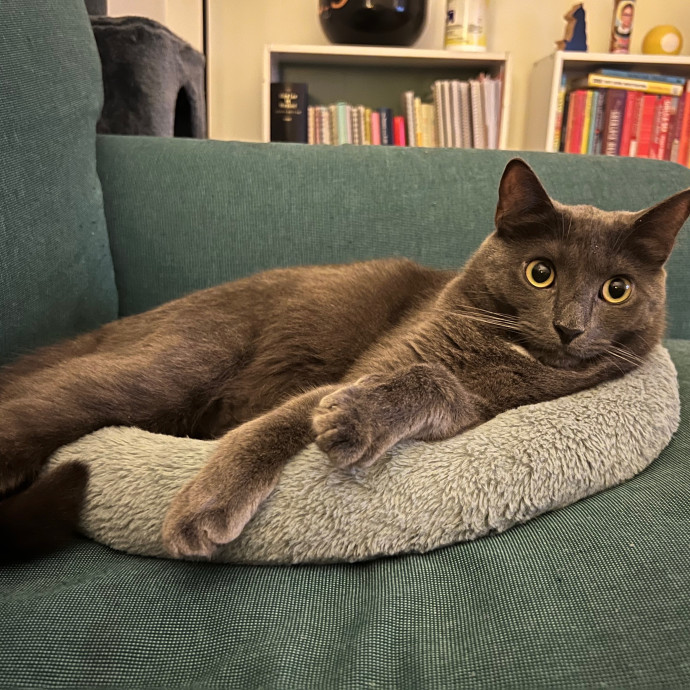 Marcy's Meows