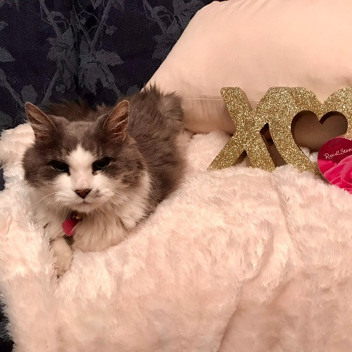 Marcy's Meows