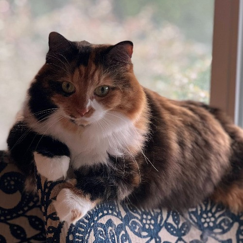 Marcy's Meows