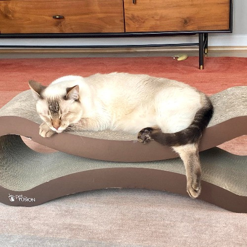 Marcy's Meows photo 3