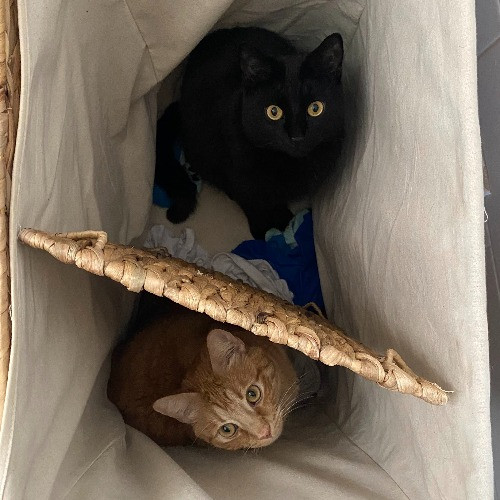Marcy's Meows photo 2