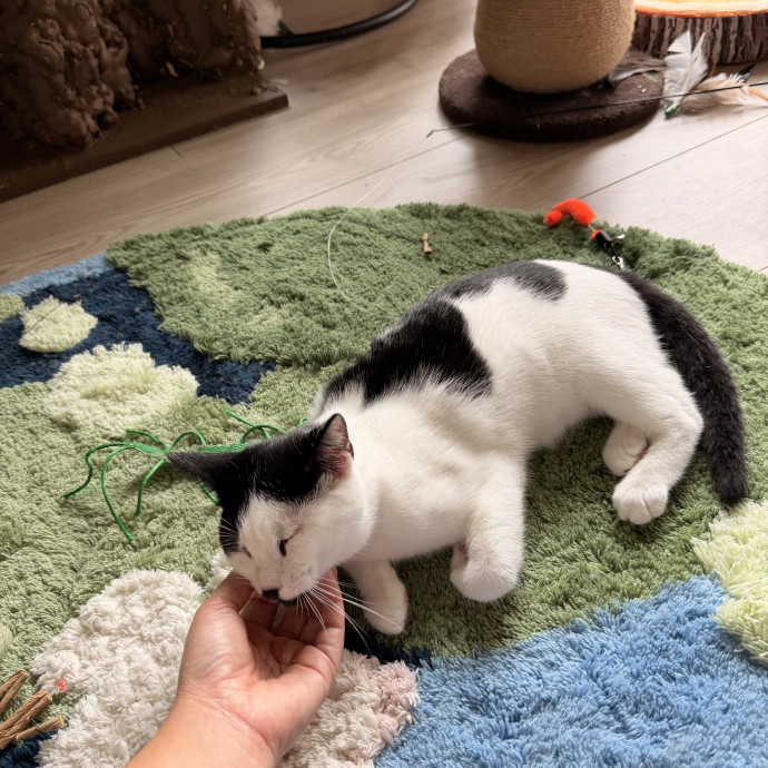 Cat Lover Looking To Help Out