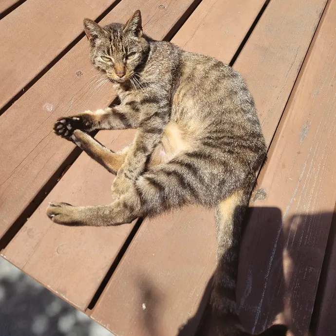 Cat Whisperer  Feline Friend