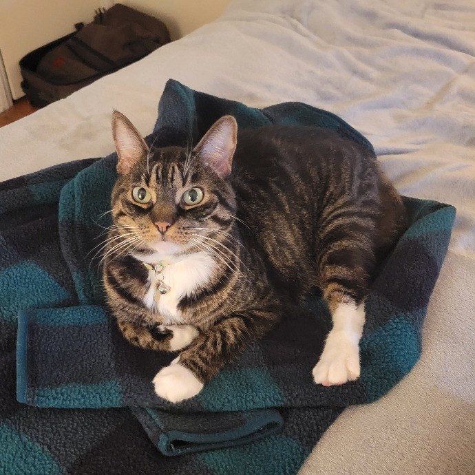 Cat Whisperer  Feline Friend