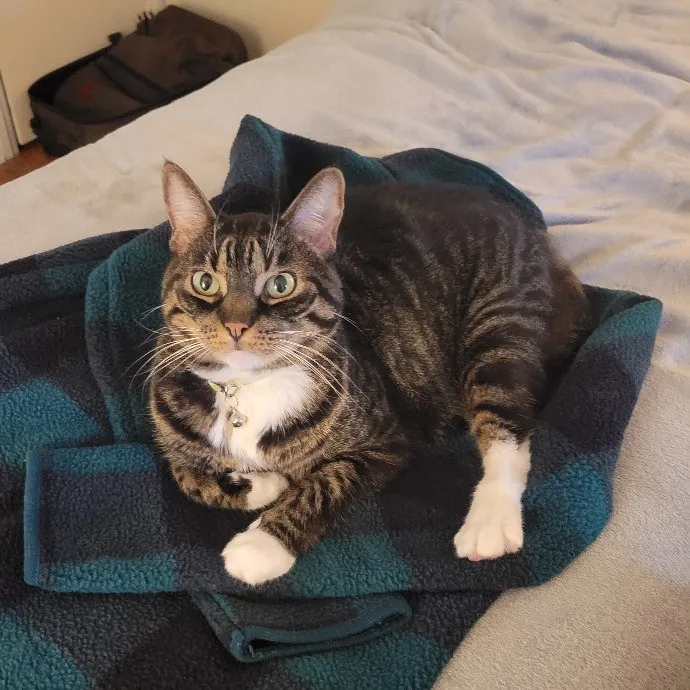 Cat Whisperer  Feline Friend