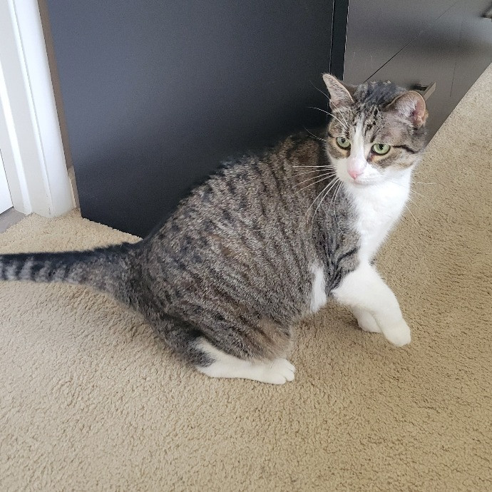 Cat Whisperer  Feline Friend