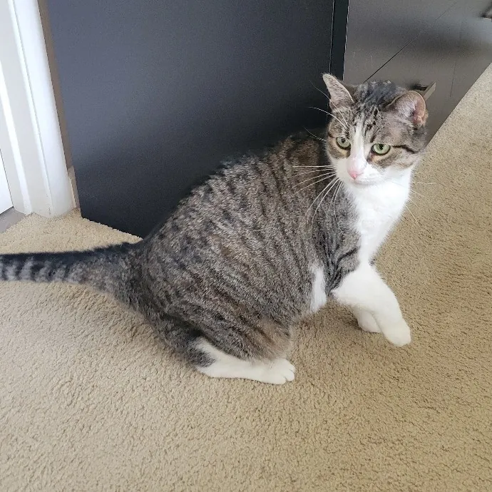 Cat Whisperer  Feline Friend