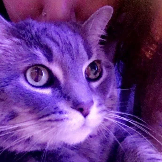 Cat Whisperer  Feline Friend