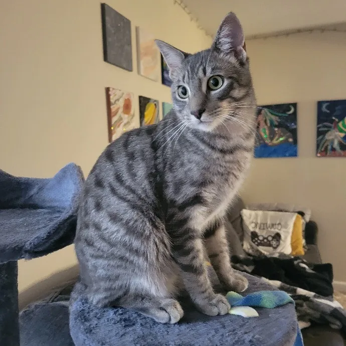 Cat Whisperer  Feline Friend