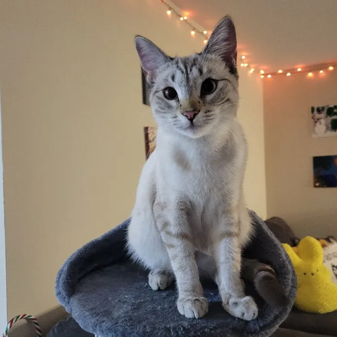 Cat Whisperer  Feline Friend