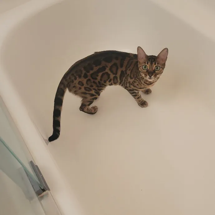 Cat Whisperer  Feline Friend