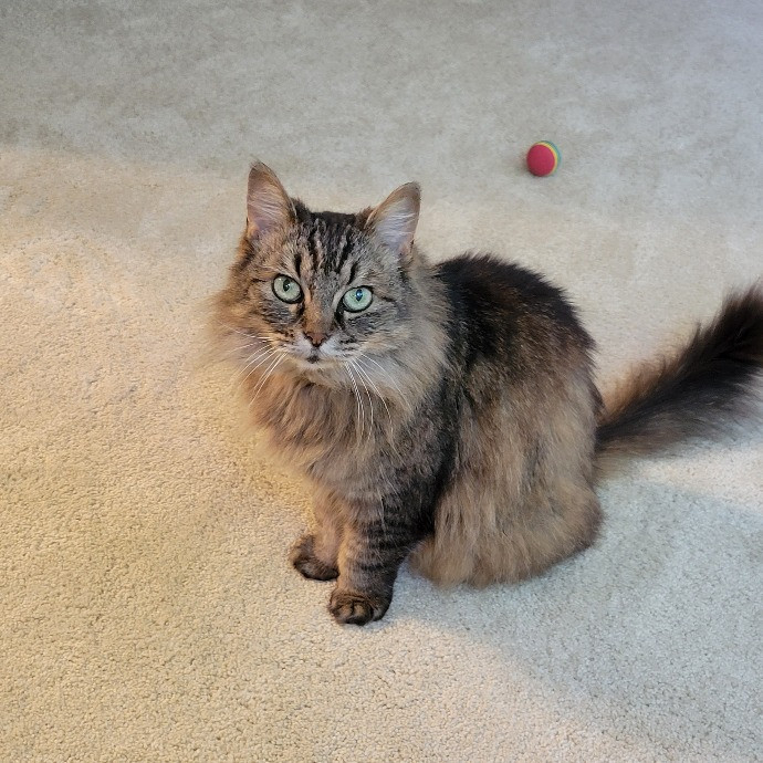Cat Whisperer  Feline Friend