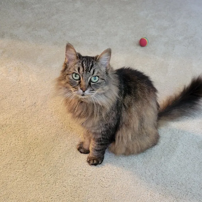 Cat Whisperer  Feline Friend