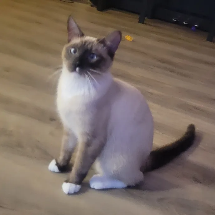 Cat Whisperer  Feline Friend