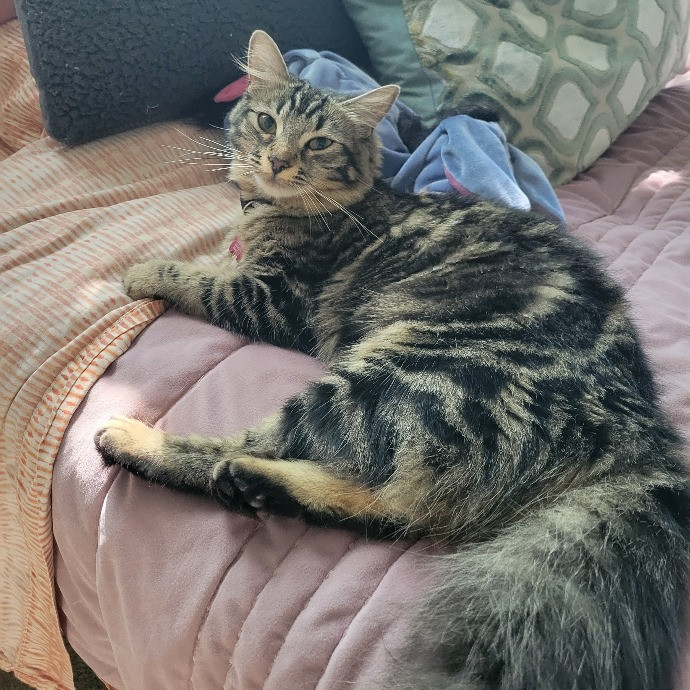Cat Whisperer  Feline Friend