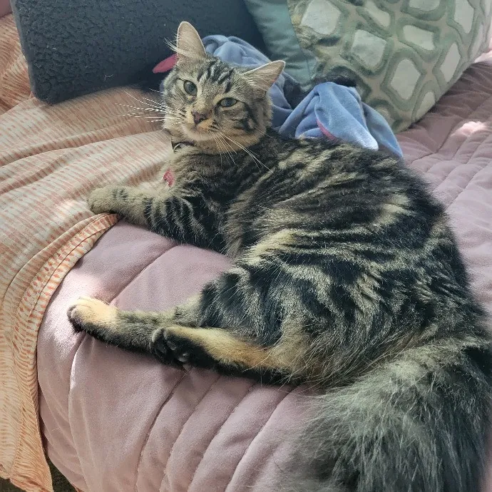 Cat Whisperer  Feline Friend