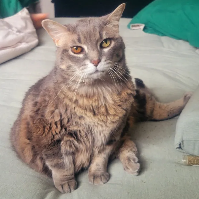 Cat Whisperer  Feline Friend