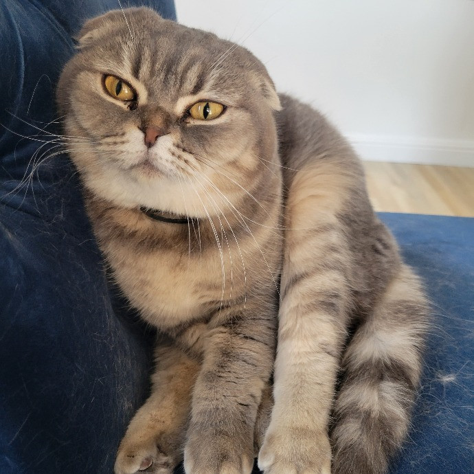 Cat Whisperer  Feline Friend