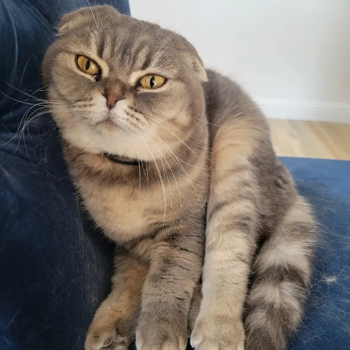 Cat Whisperer  Feline Friend