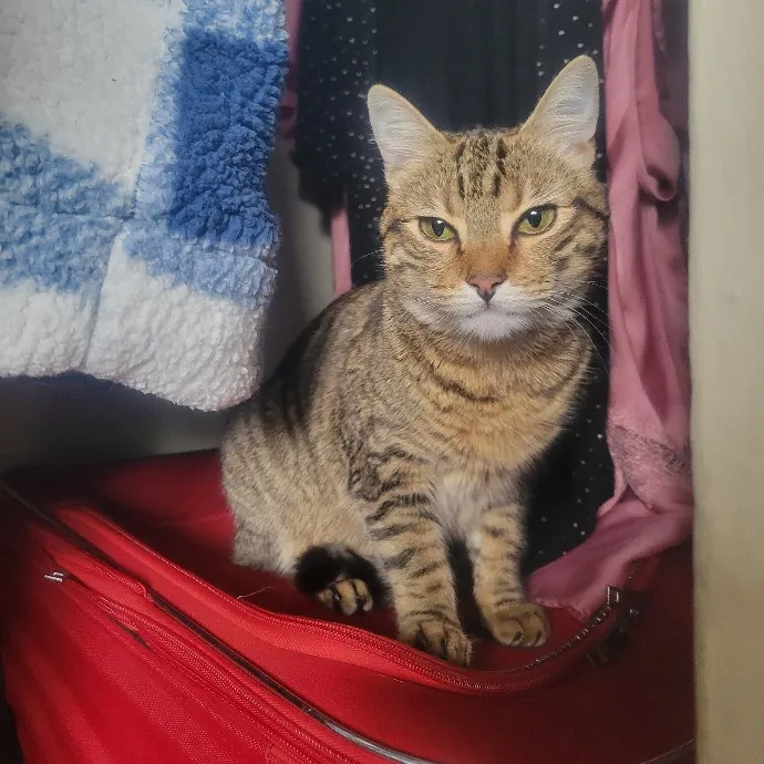 Cat Whisperer  Feline Friend