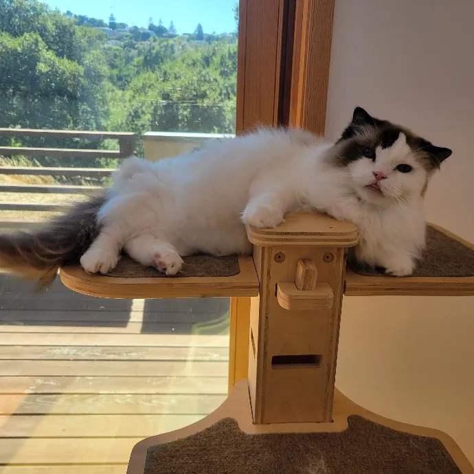 Cat Whisperer  Feline Friend