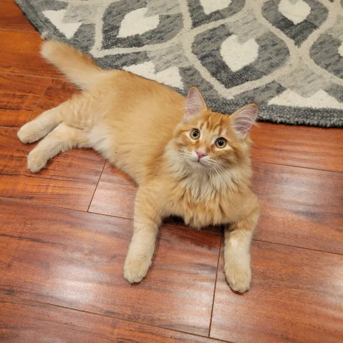 Cat Whisperer  Feline Friend