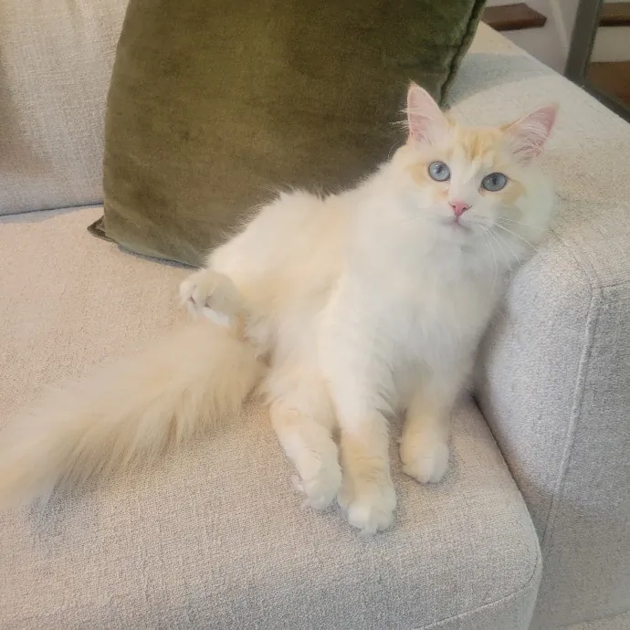 Cat Whisperer  Feline Friend