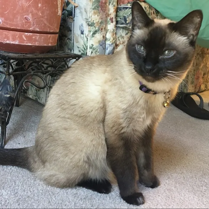 Cat Whisperer  Feline Friend