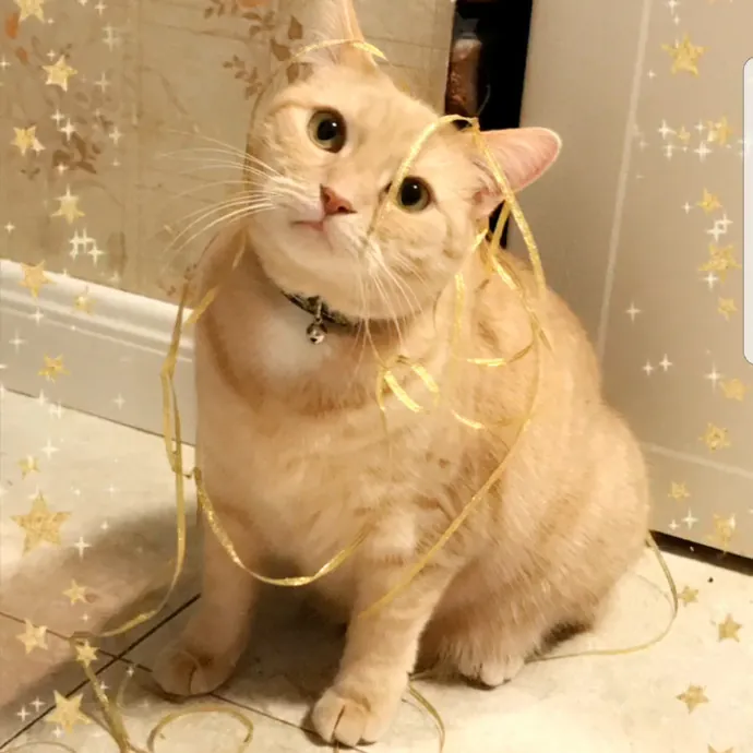 Cat Whisperer  Feline Friend