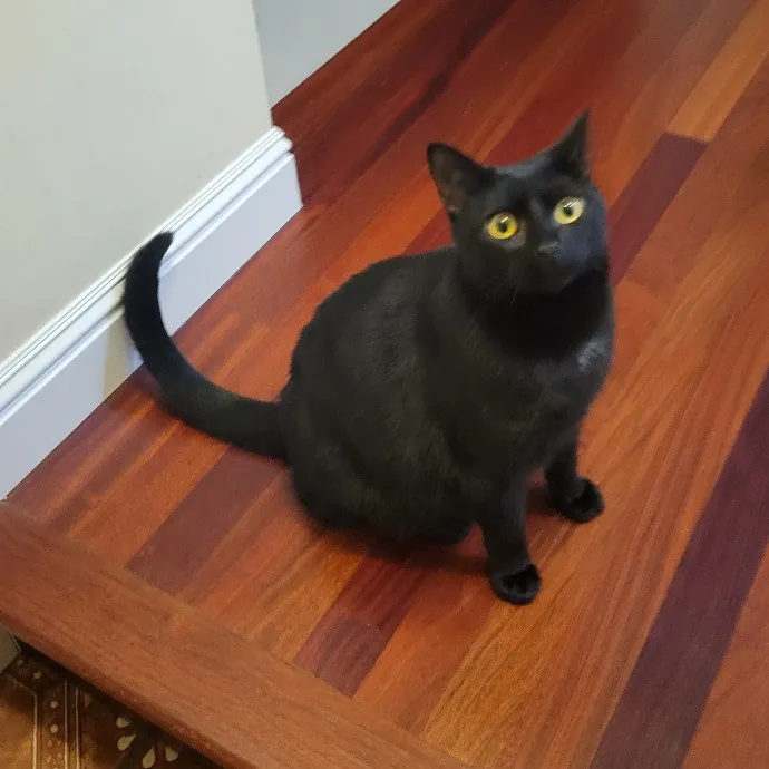 Cat Whisperer  Feline Friend